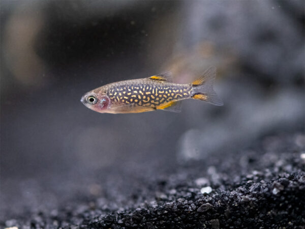 Best Nano Fish Species for Small Aquariums: A Guide for Beginners - The ...